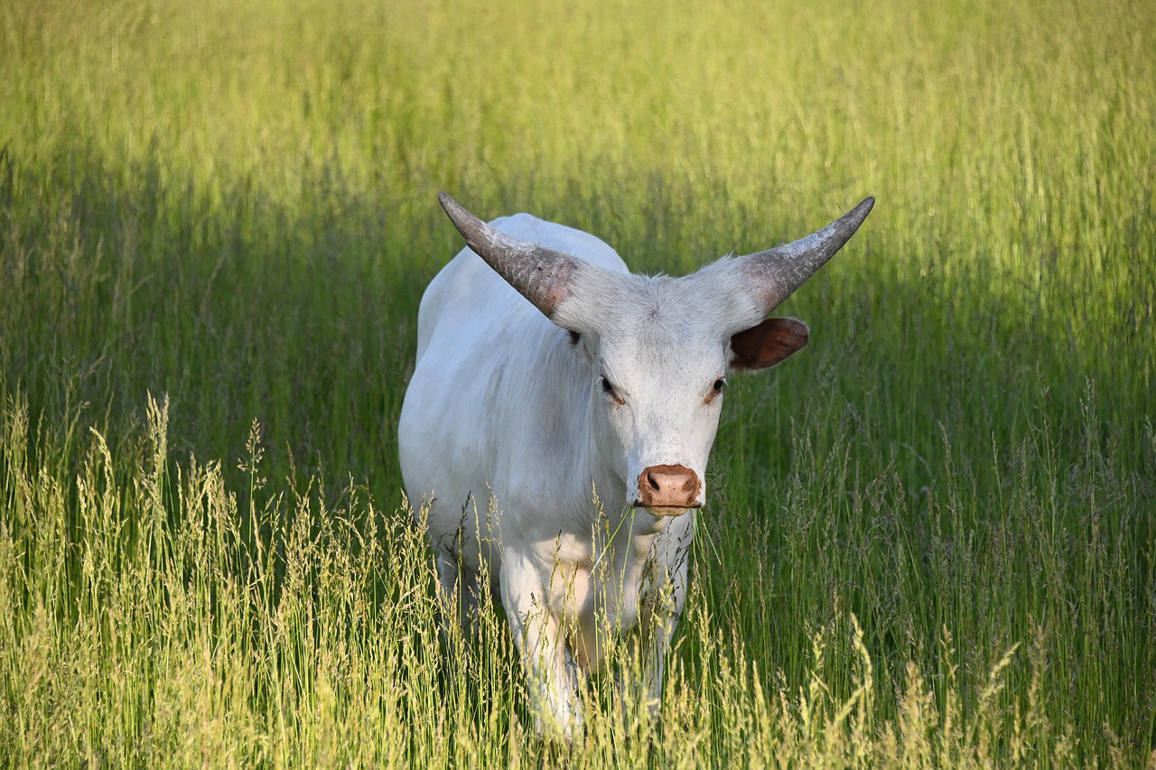 longhorn  texas  cattle free photo
