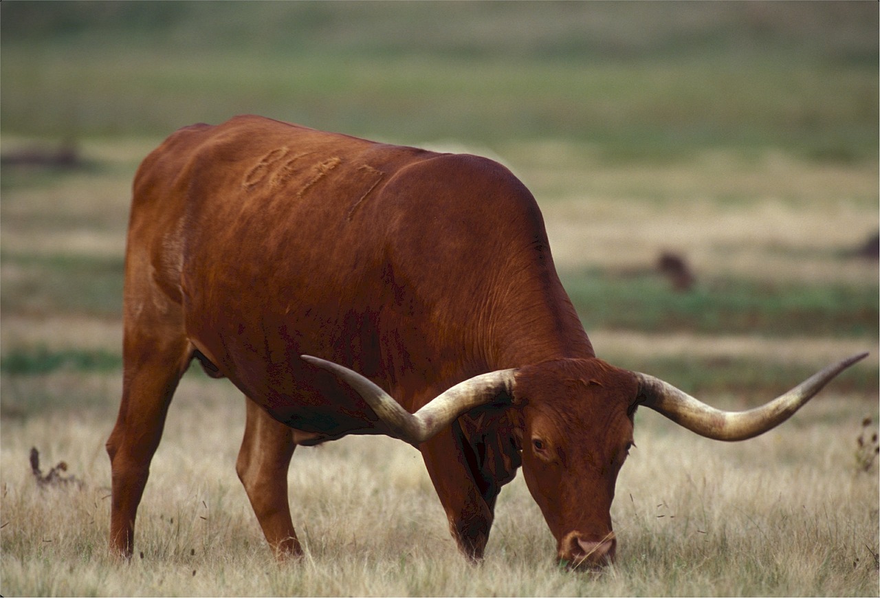 longhorn texas cow free photo