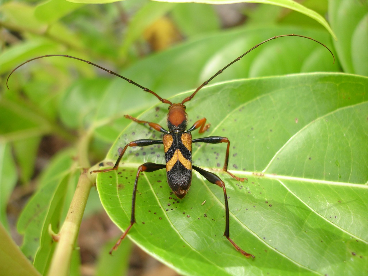 longhorn beetle beetle cerambycidae free photo