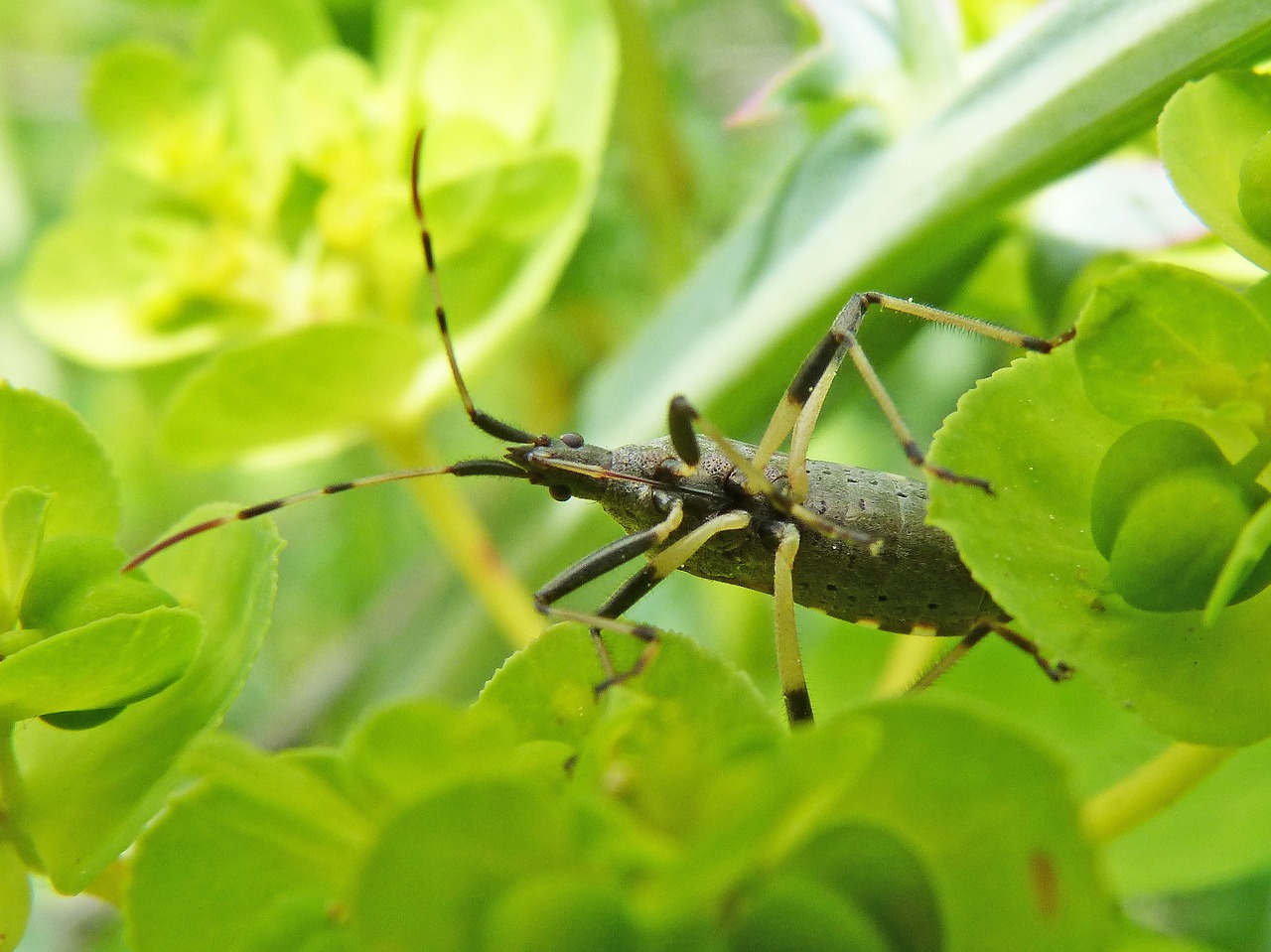 longhorn beetle  beetle longicornio  detail free photo