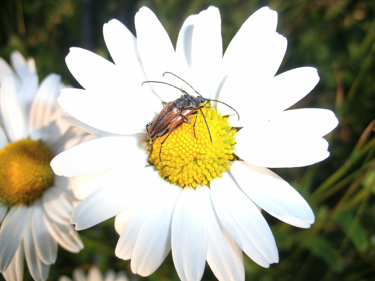 longhorn beetle beetle pairing free photo