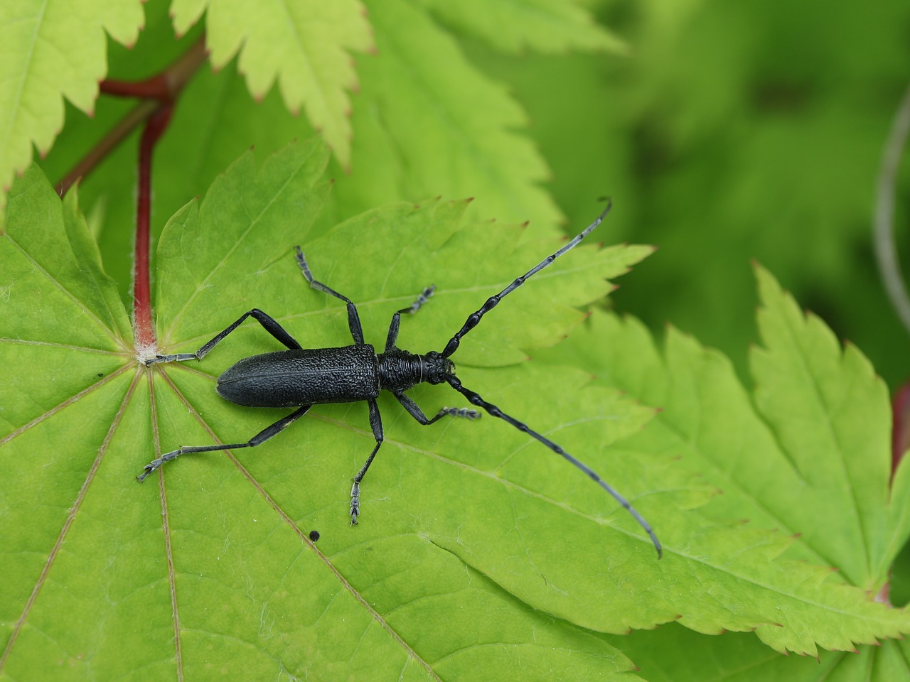 longhorn beetle  bock  beetle free photo