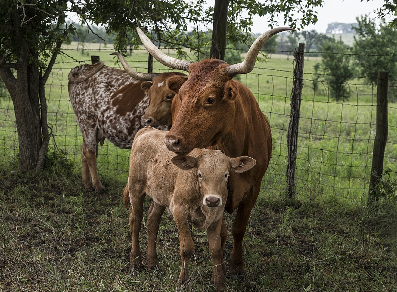 longhorn cattle cow calf free photo