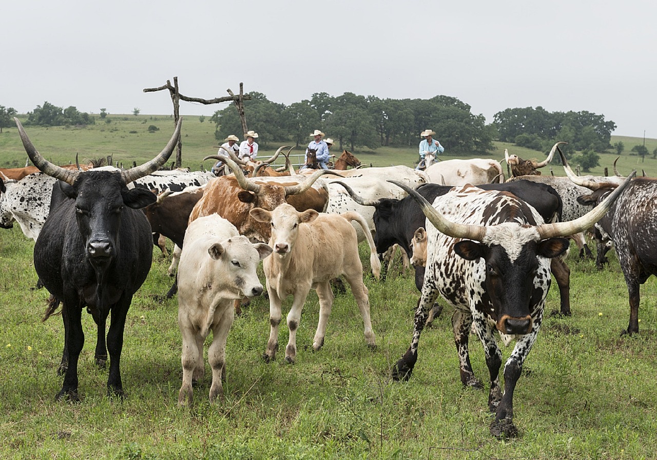 longhorn cattle ranch livestock free photo