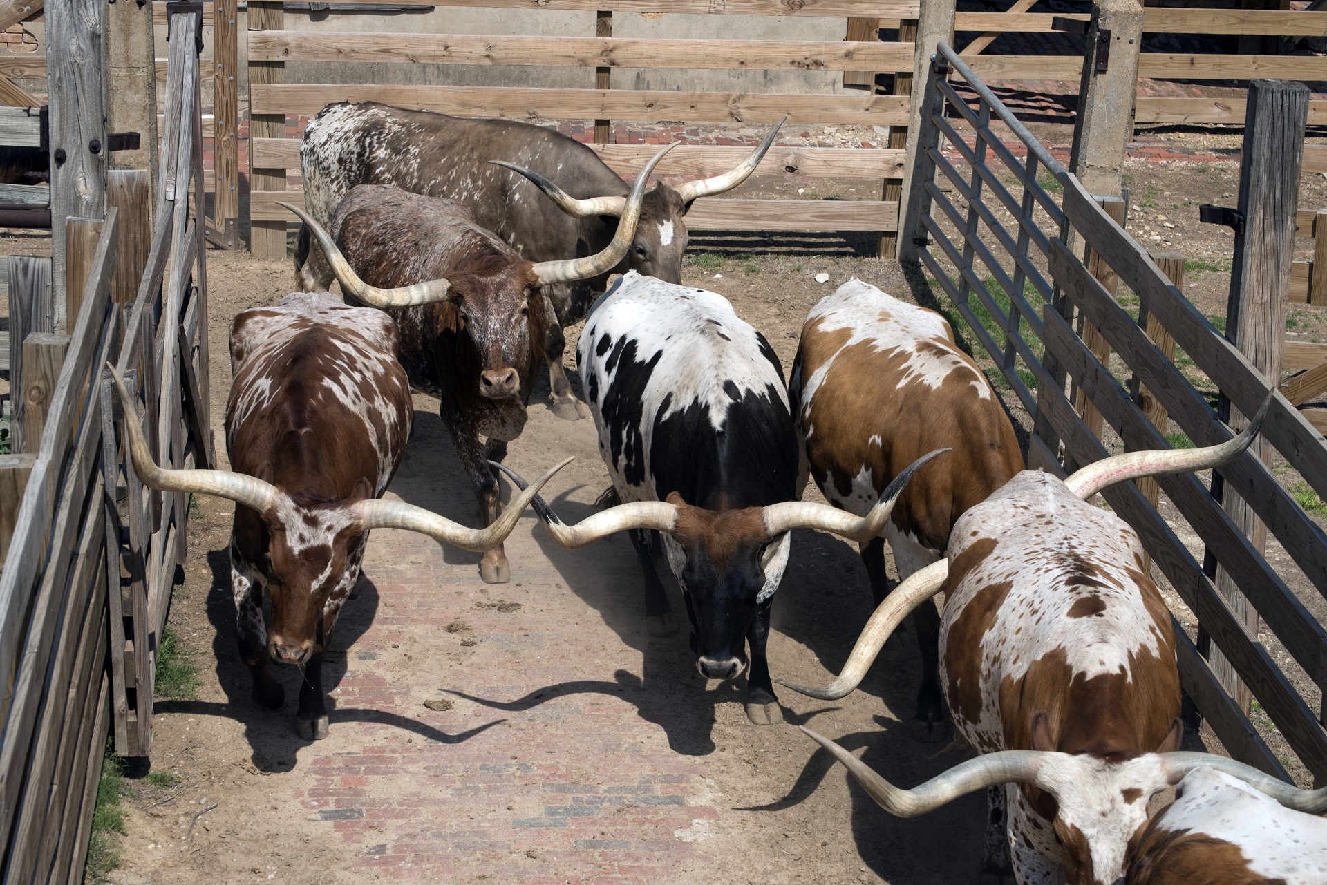 longhorn cattle cows free photo