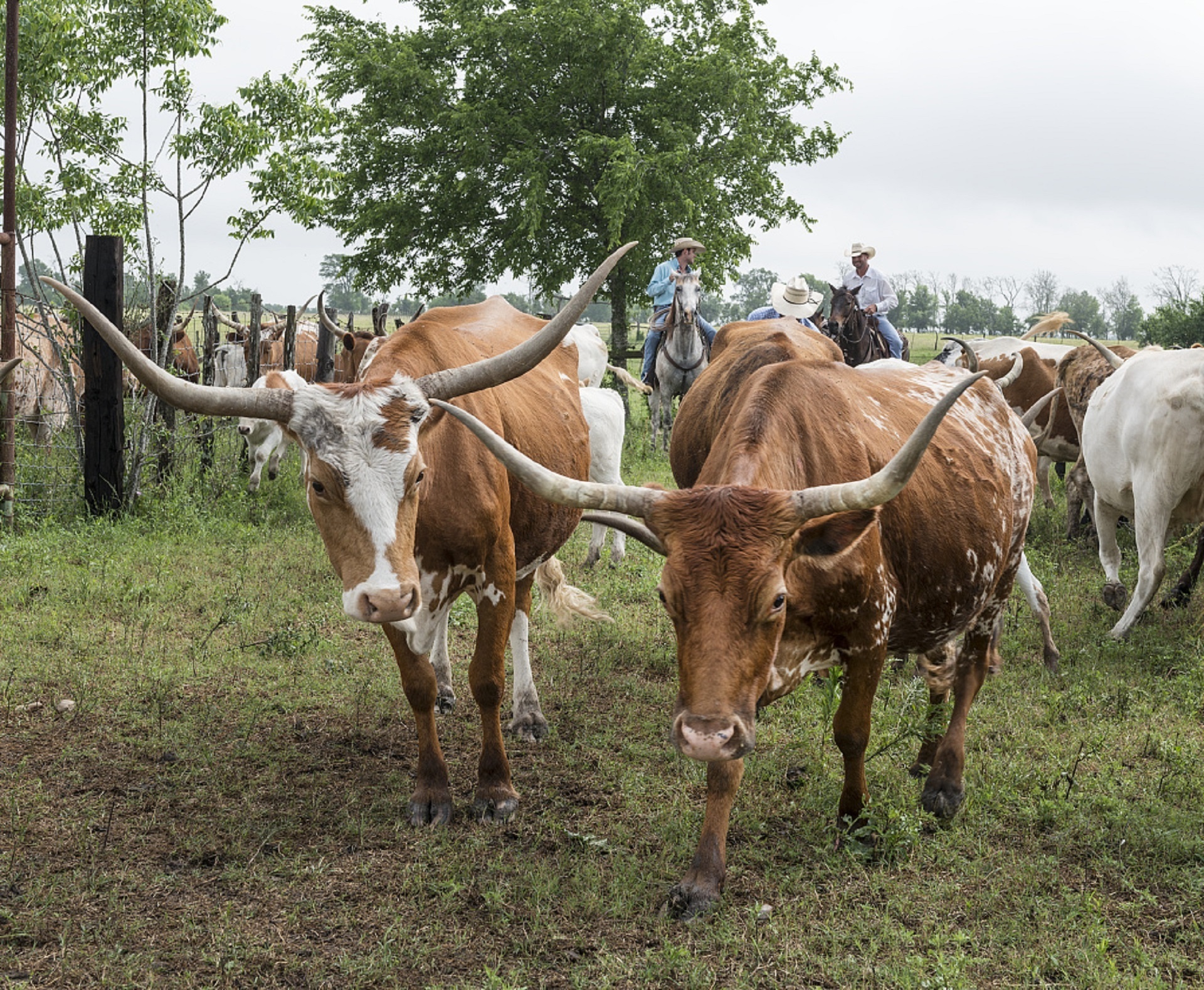 cattle longhorns cowboys free photo