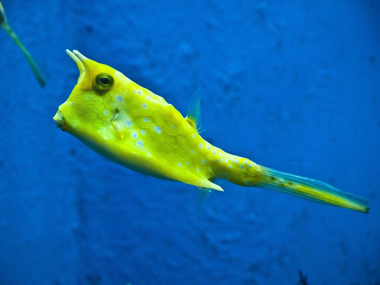 longhorn cowfish fish yellow free photo