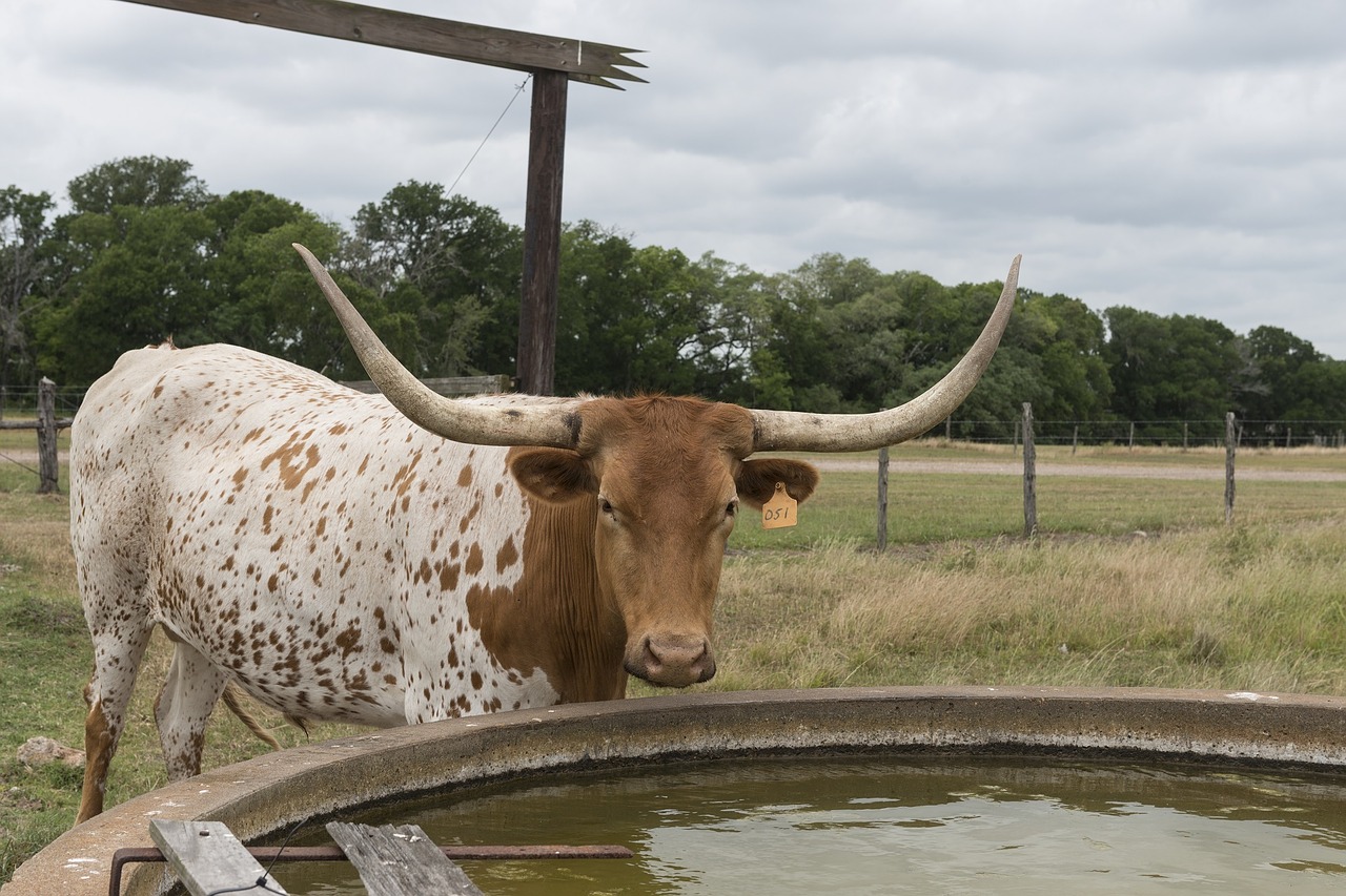 longhorn steer cattle bovine free photo