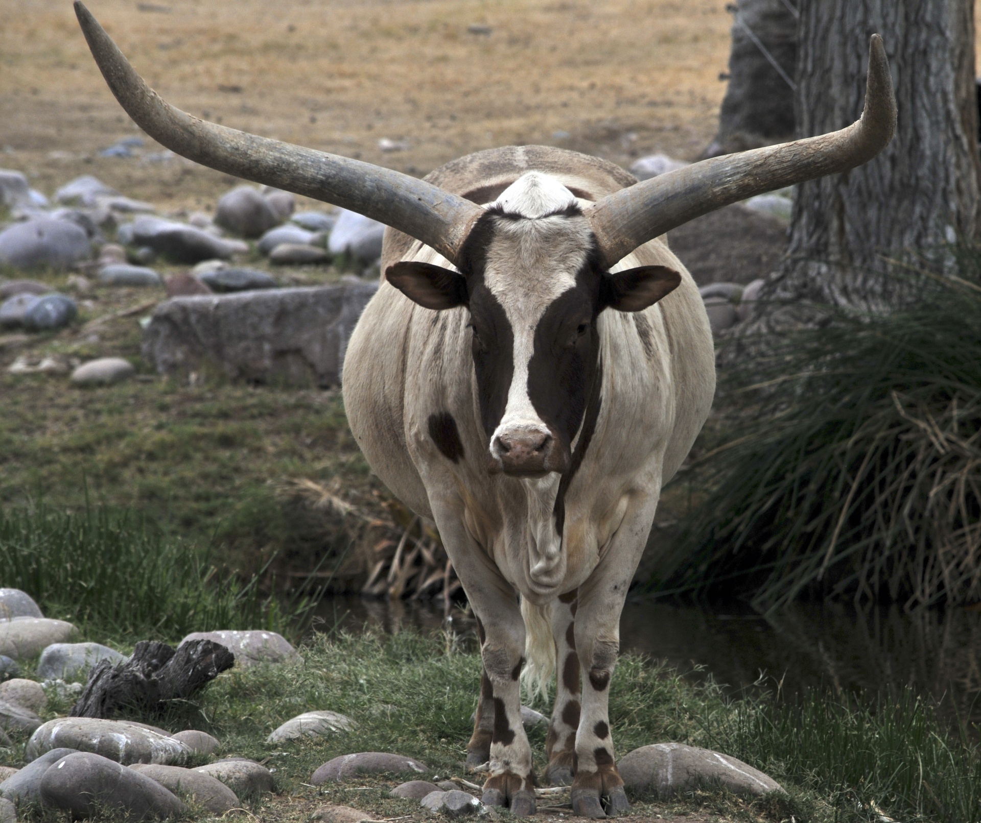 steer cow horns free photo