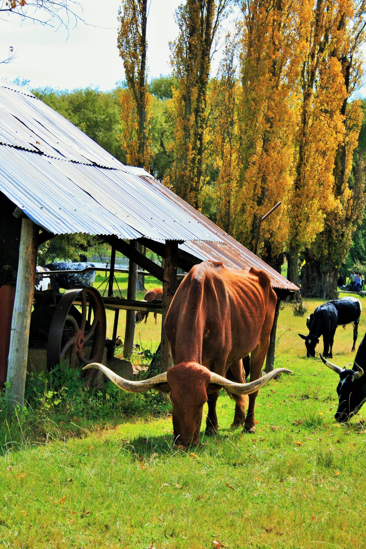 bovine ox longhorned free photo