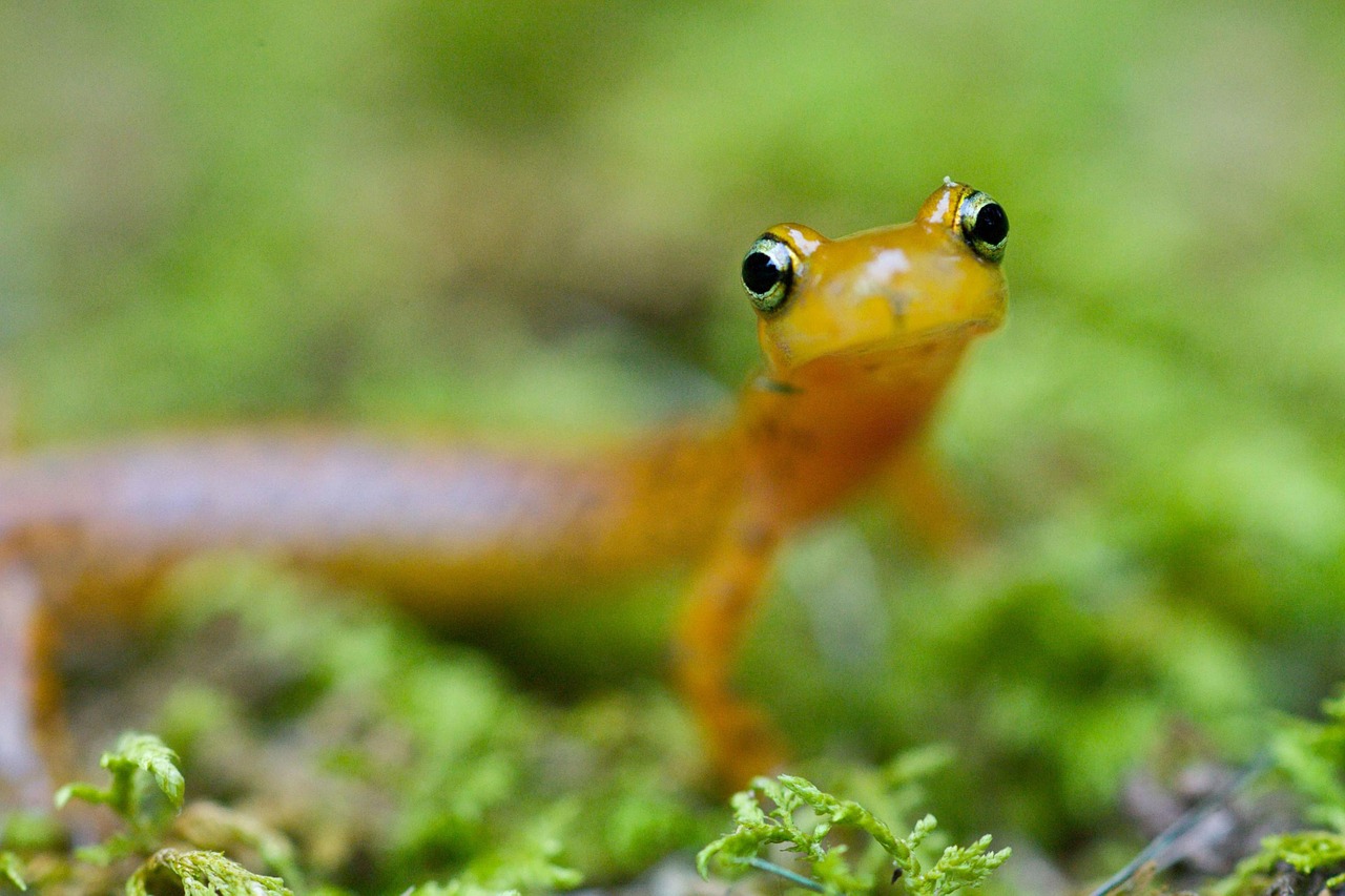 longicauda eurycea salamander free photo