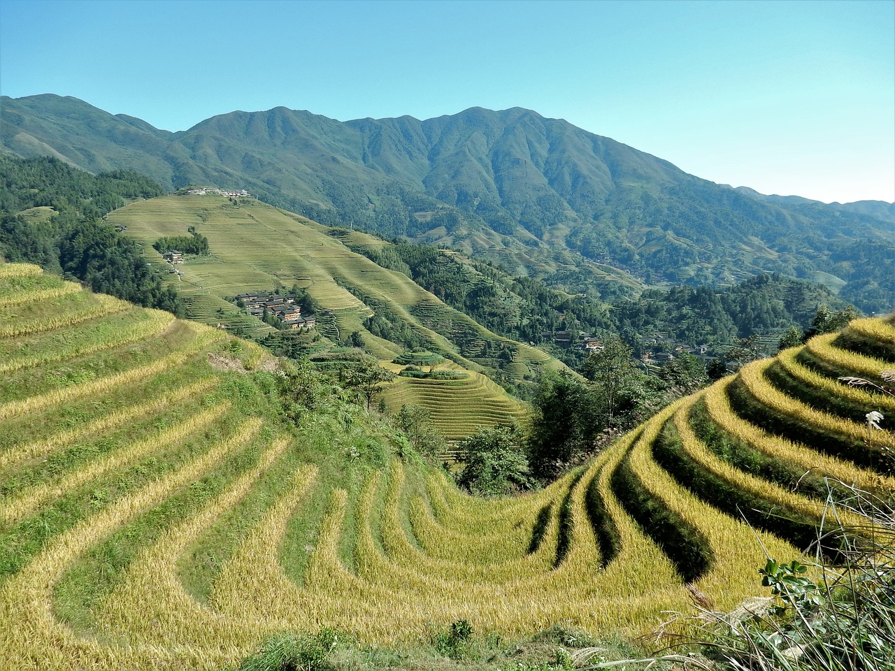 longji rice terraces rice fields free photo