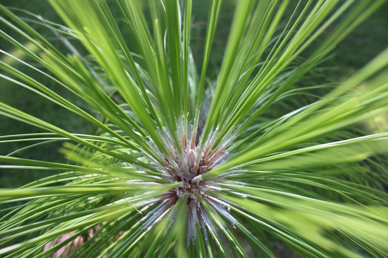 longleaf pine pine longleaf free photo