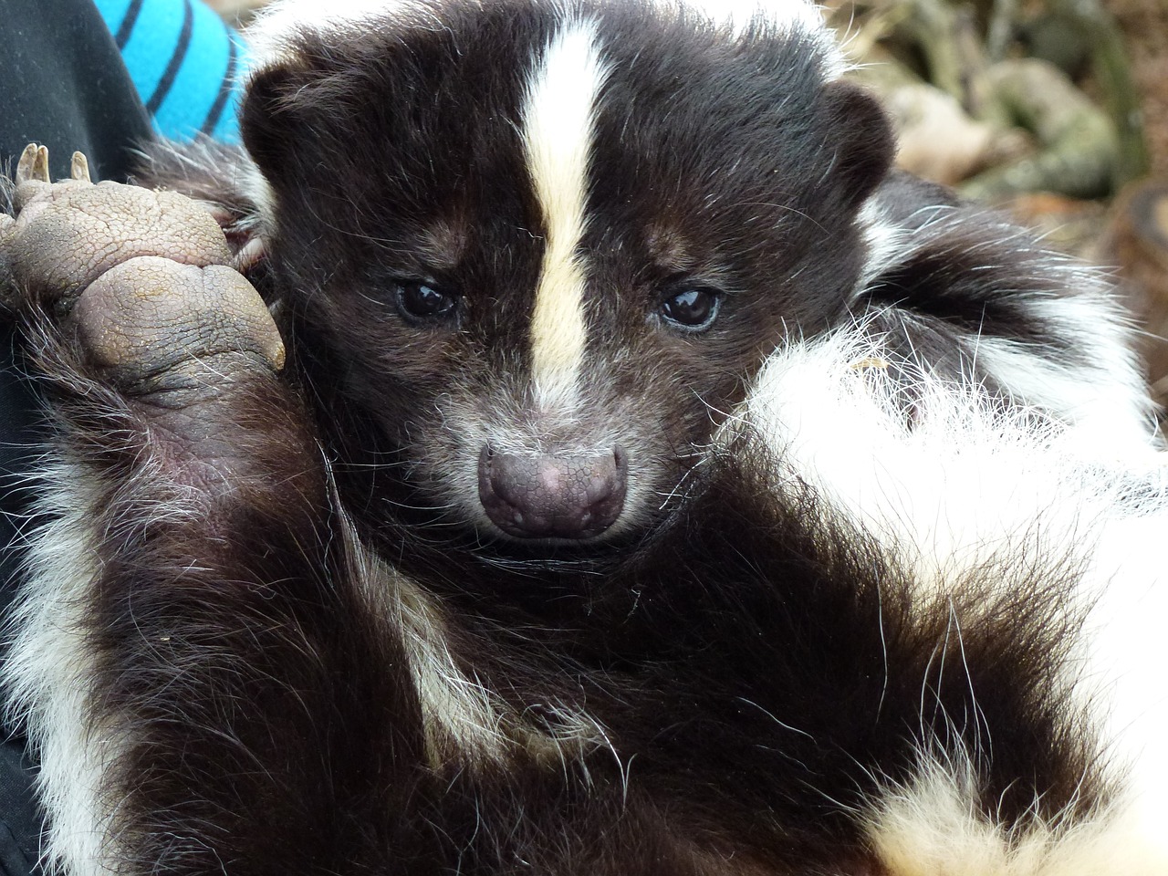 longleat skunk rescued free photo