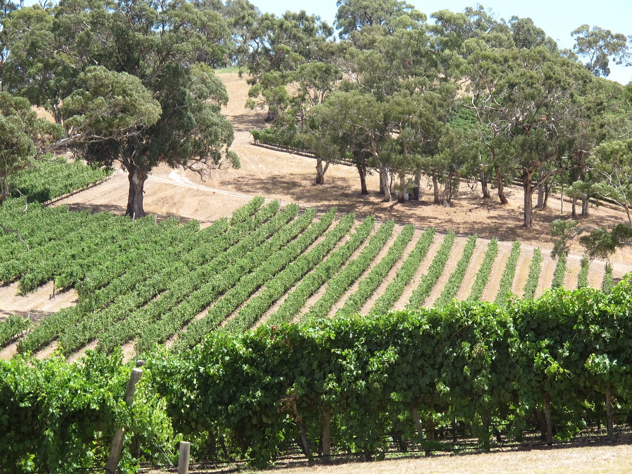 longview winery vines field free photo