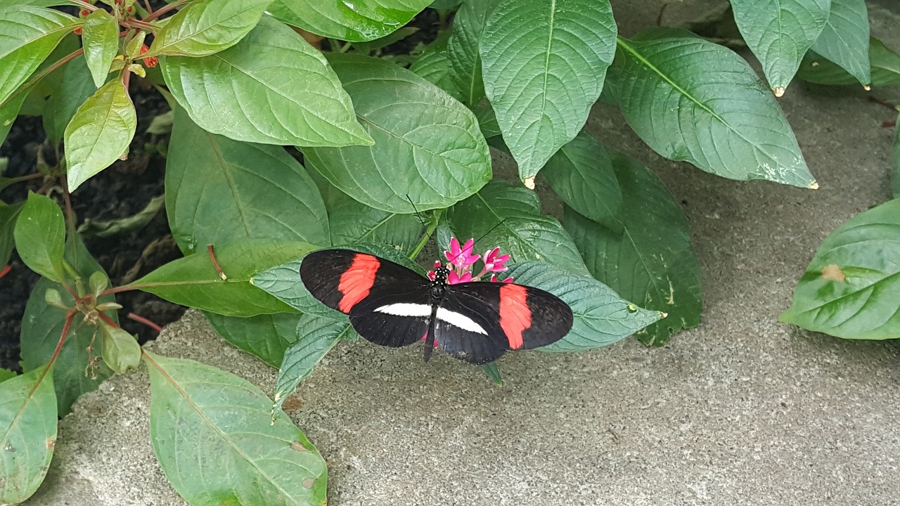 longwing butterfly nature butterfly free photo
