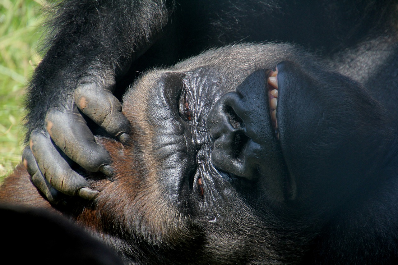 look gorilla animal free photo