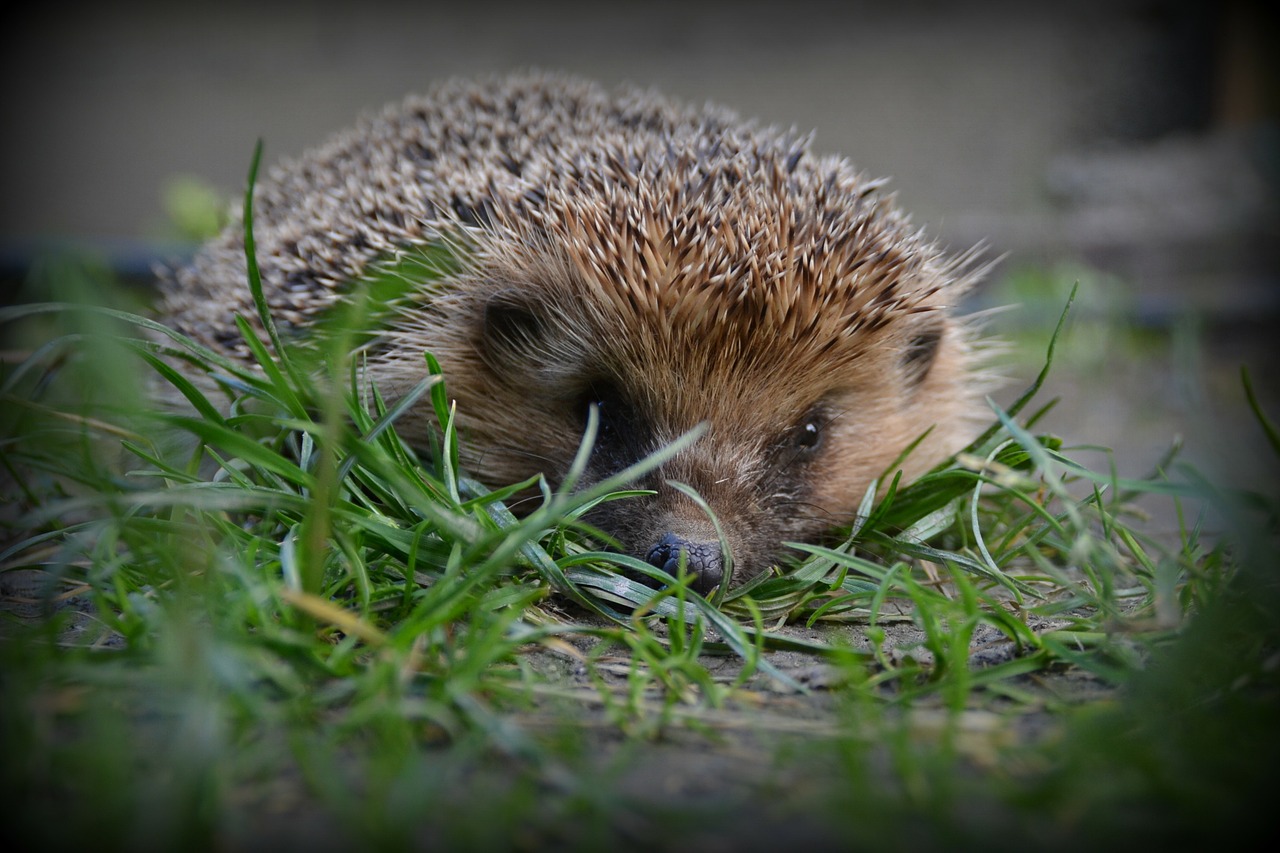 look hedgehog nature free photo