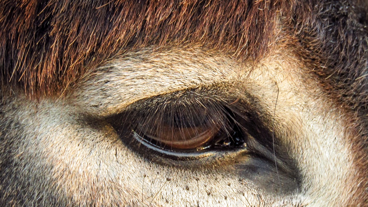 look  eye  donkey free photo