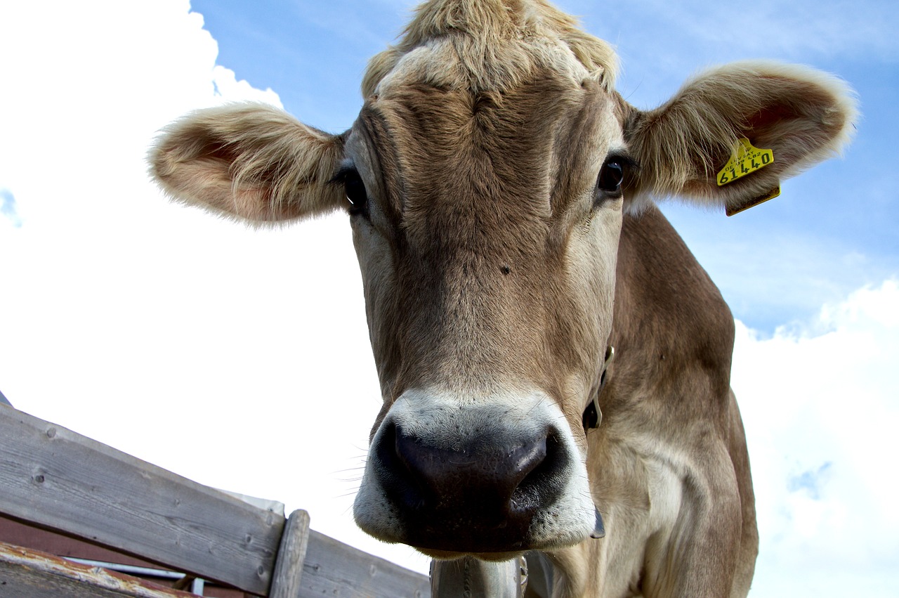 look into my eyes cow alm free photo