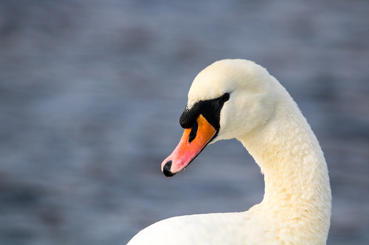 looking swan water free photo