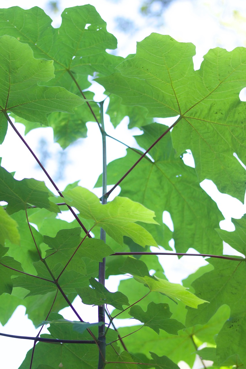 looking up  leaves  nature free photo