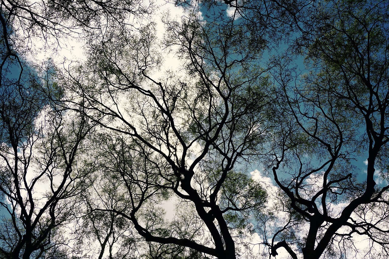 looking up  trees  blue sky free photo