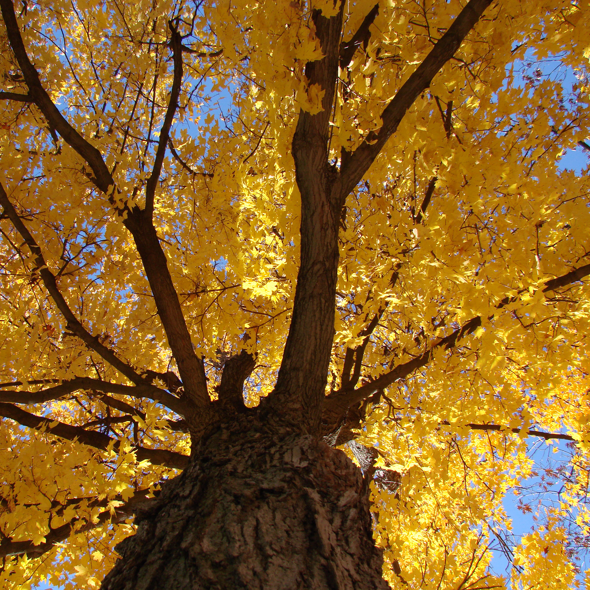 tree look up ground free photo