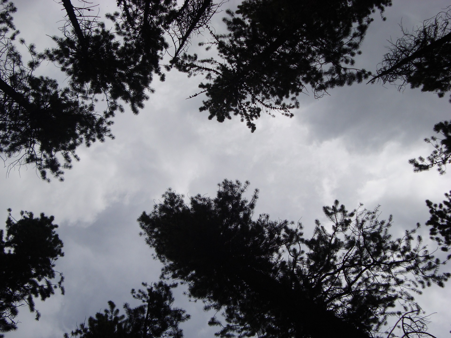 looking up through free photo