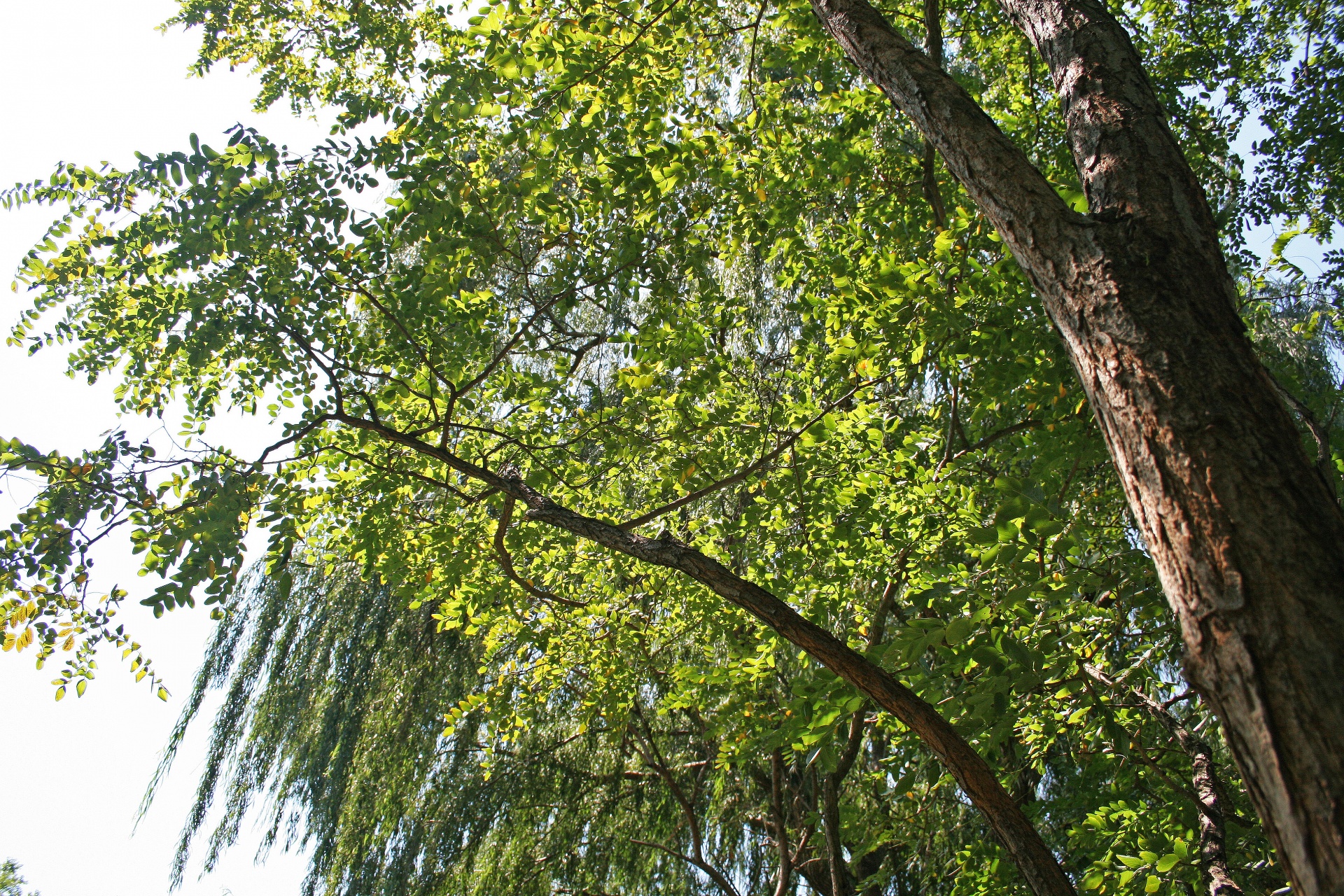 trees tall leaves free photo