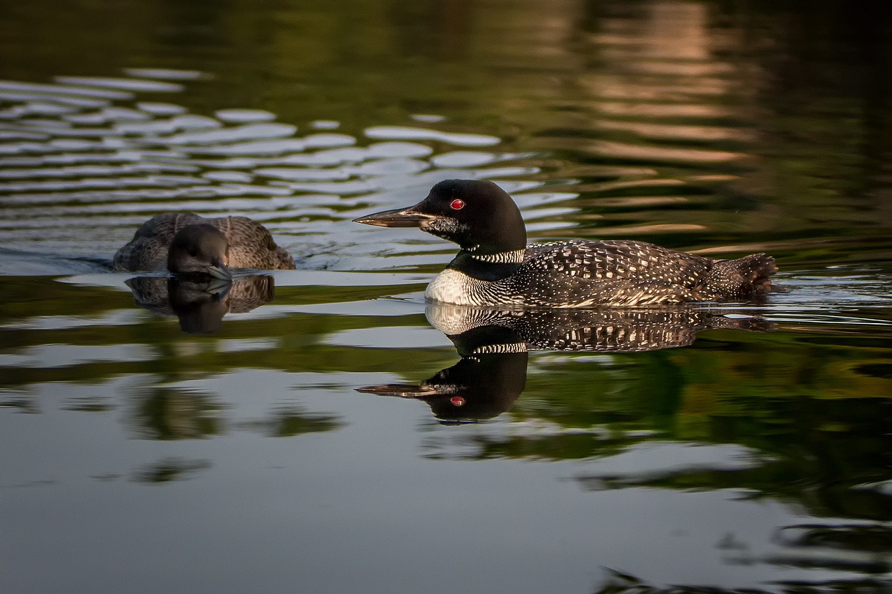 loon nature bird free photo