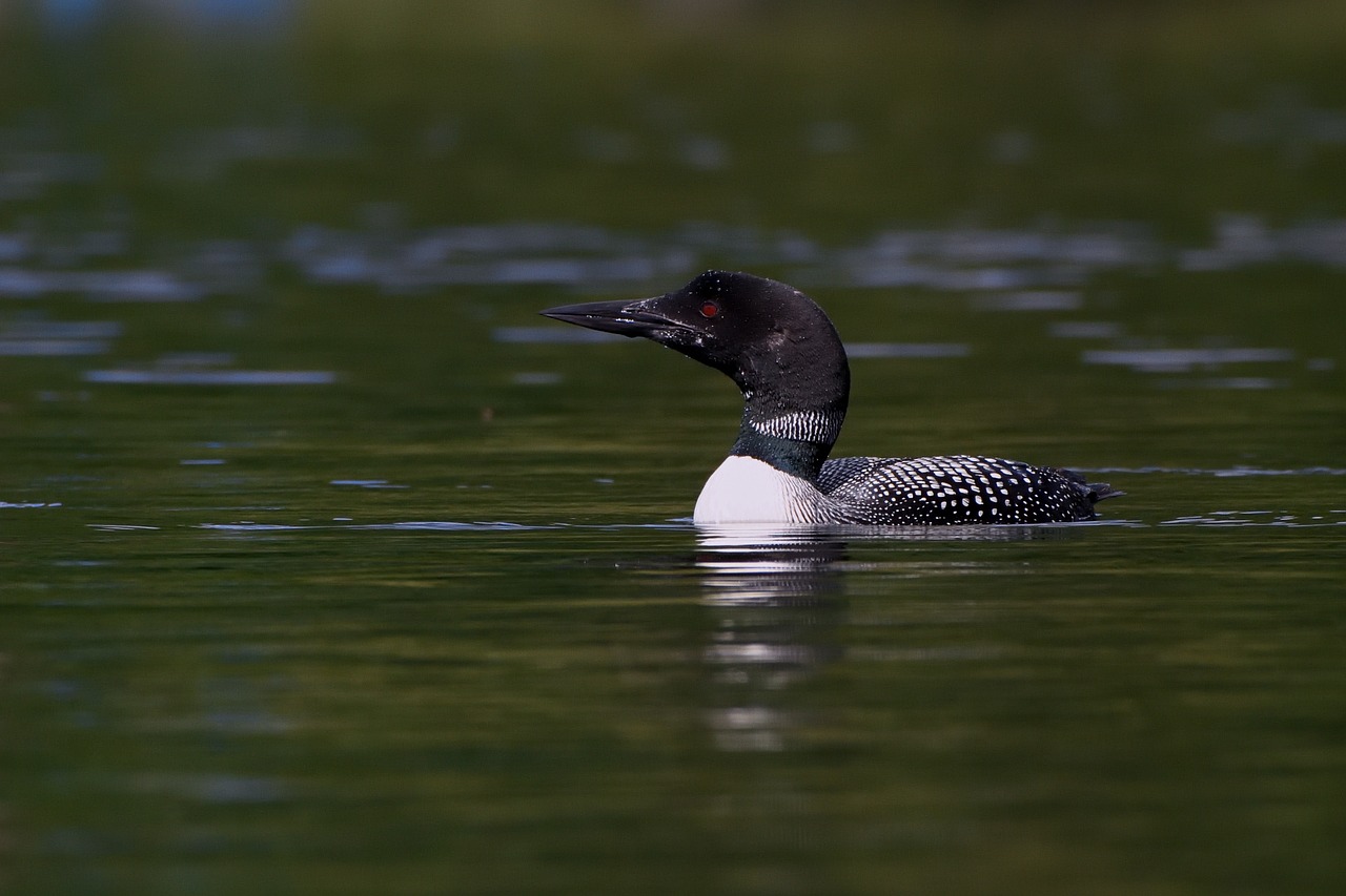 loon  water  nature free photo