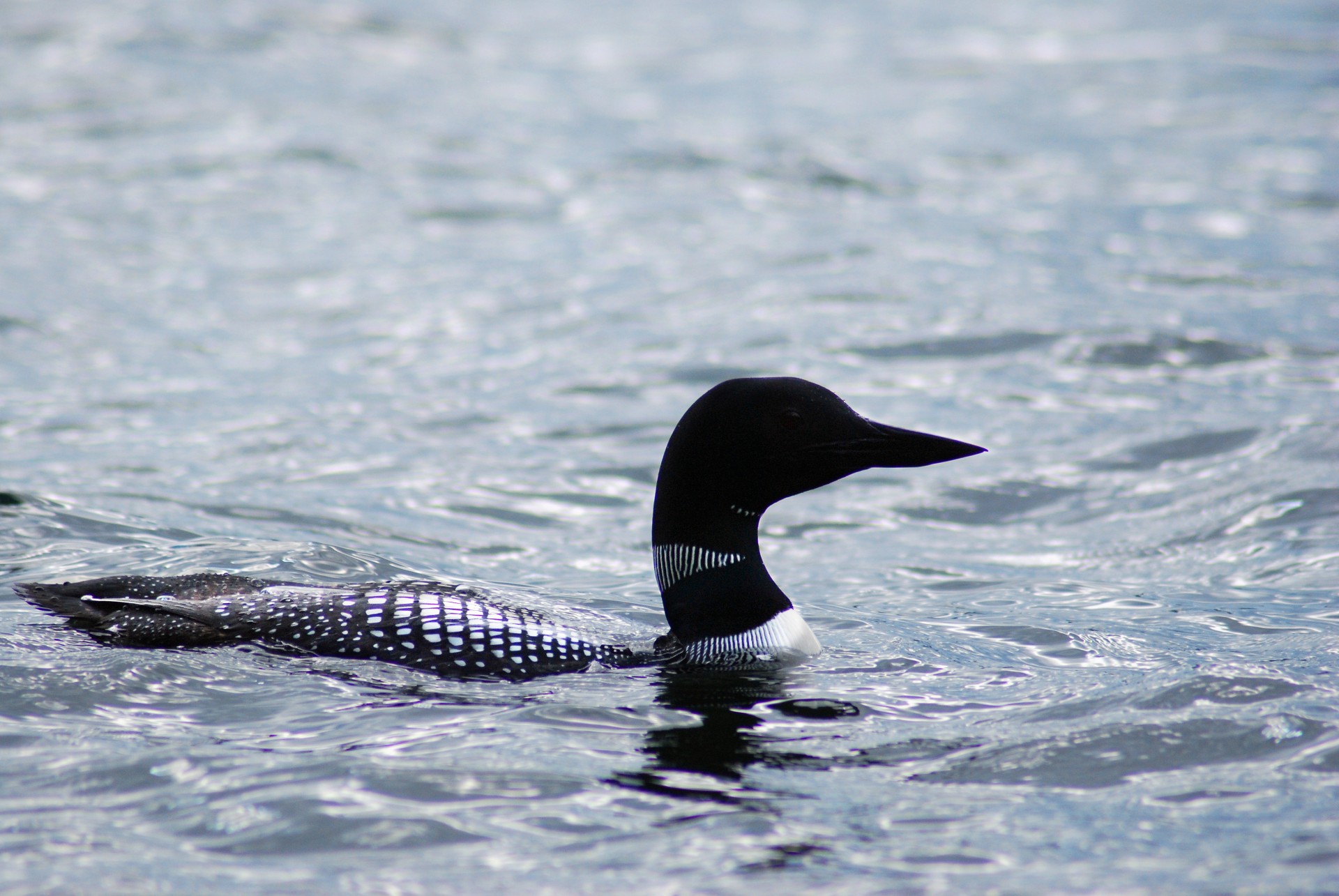 canada lake loon free photo