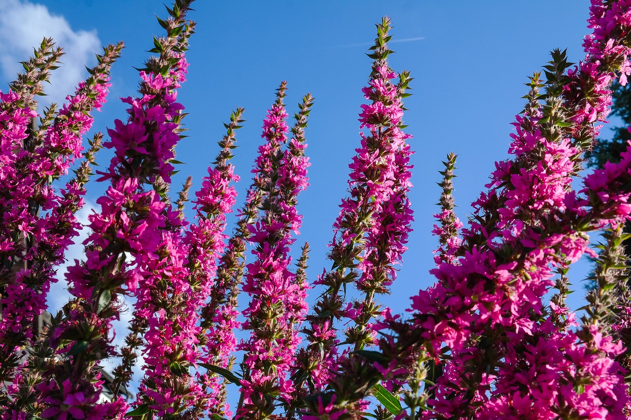 loosestrife  pink flowers  plant free photo
