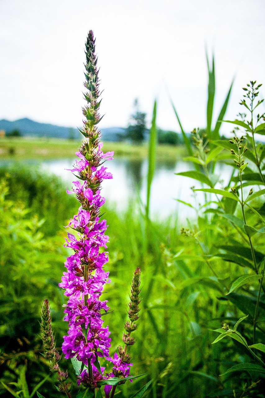 loosestrife  blossom  bloom free photo