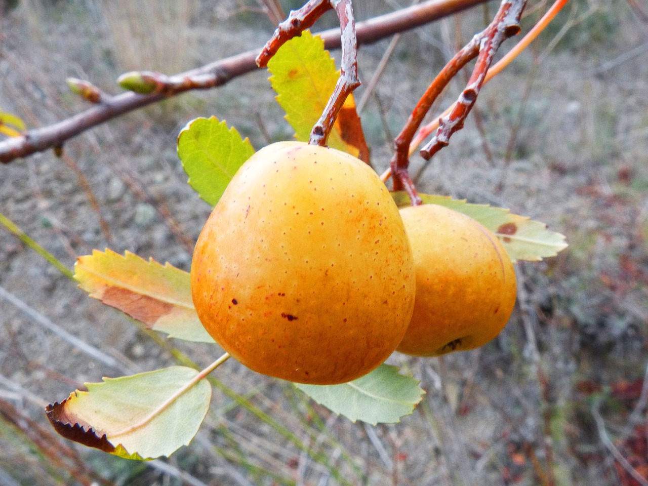 loquat winter fruit tree free photo