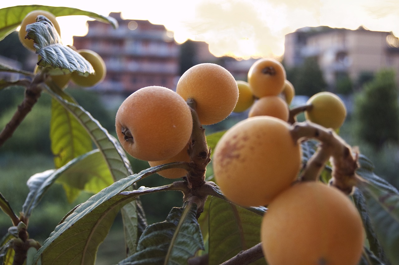 loquats fruits nature free photo