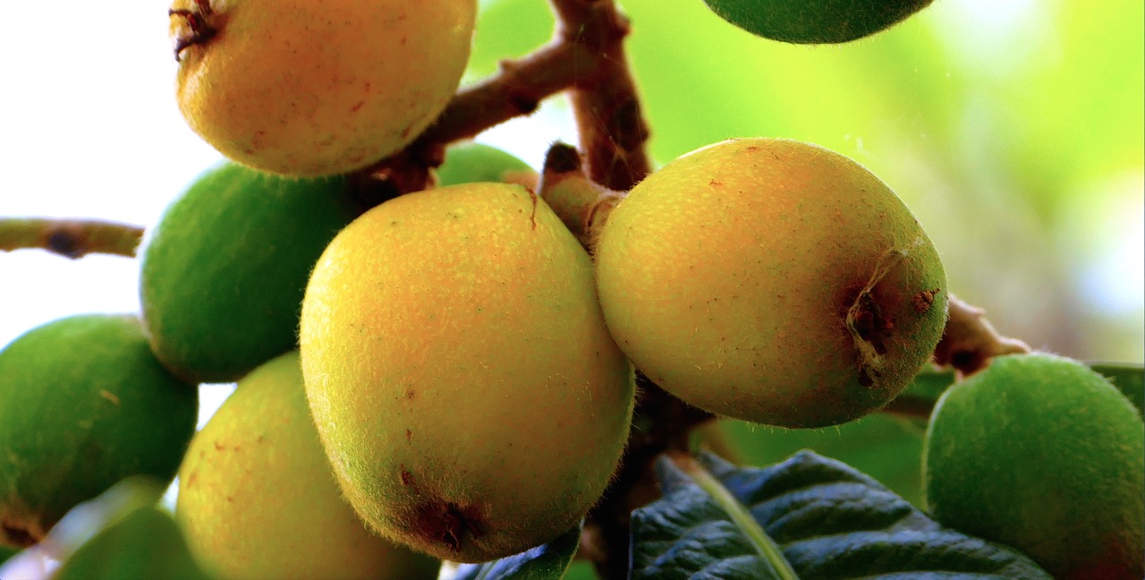 loquats sicily nature free photo