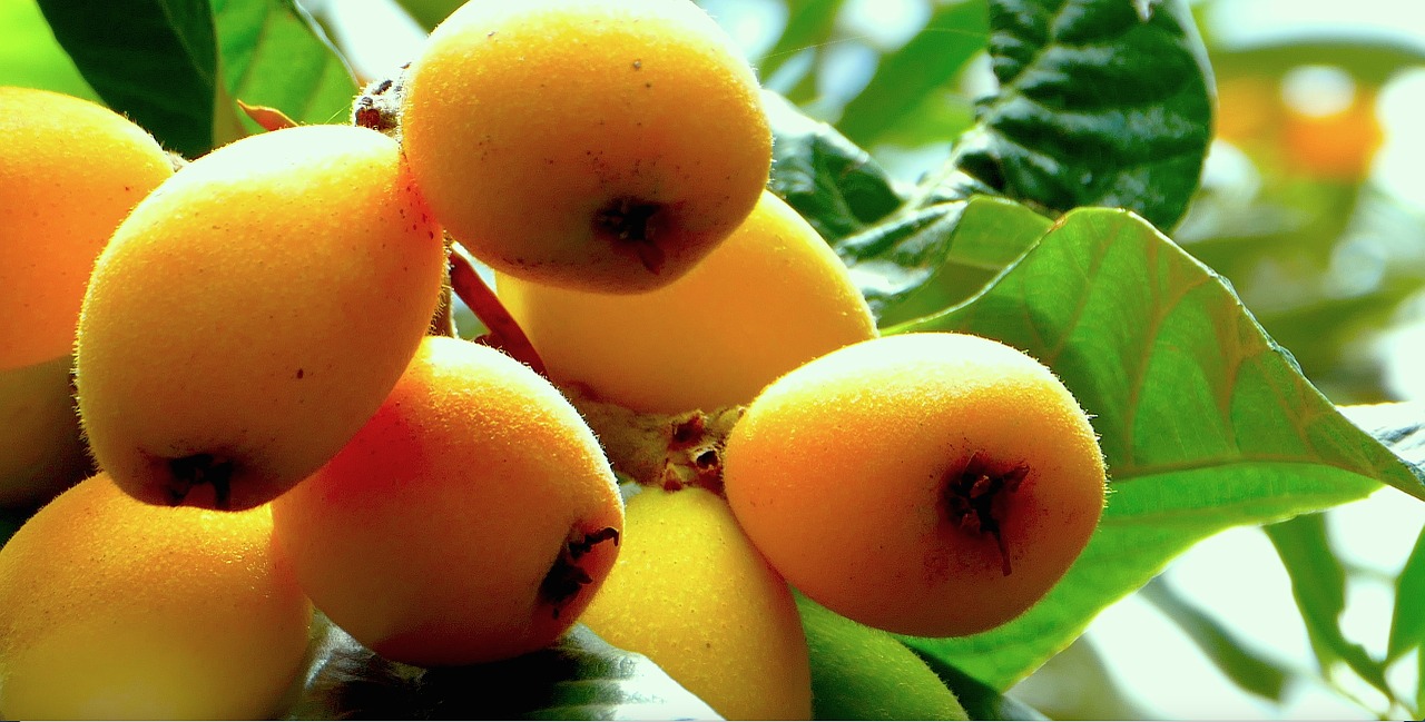 loquats fruit sicily free photo