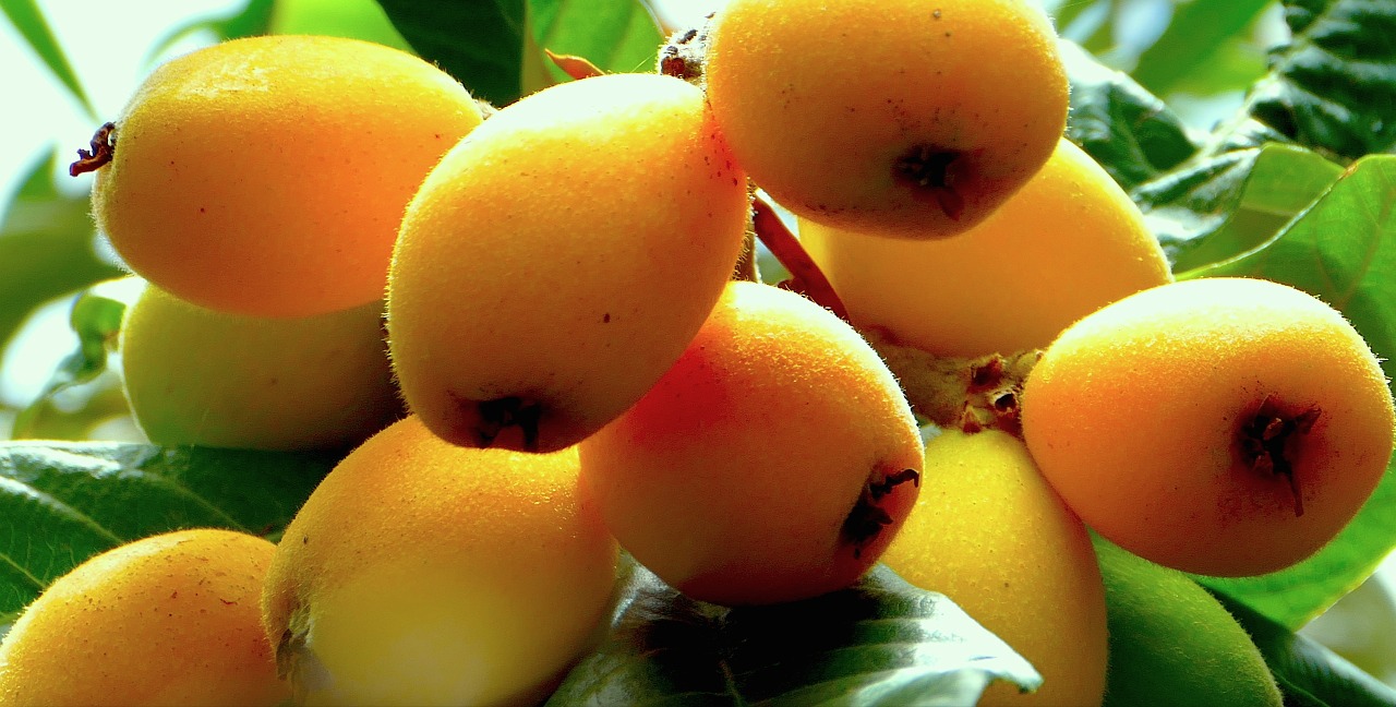 loquats fruit sicily free photo