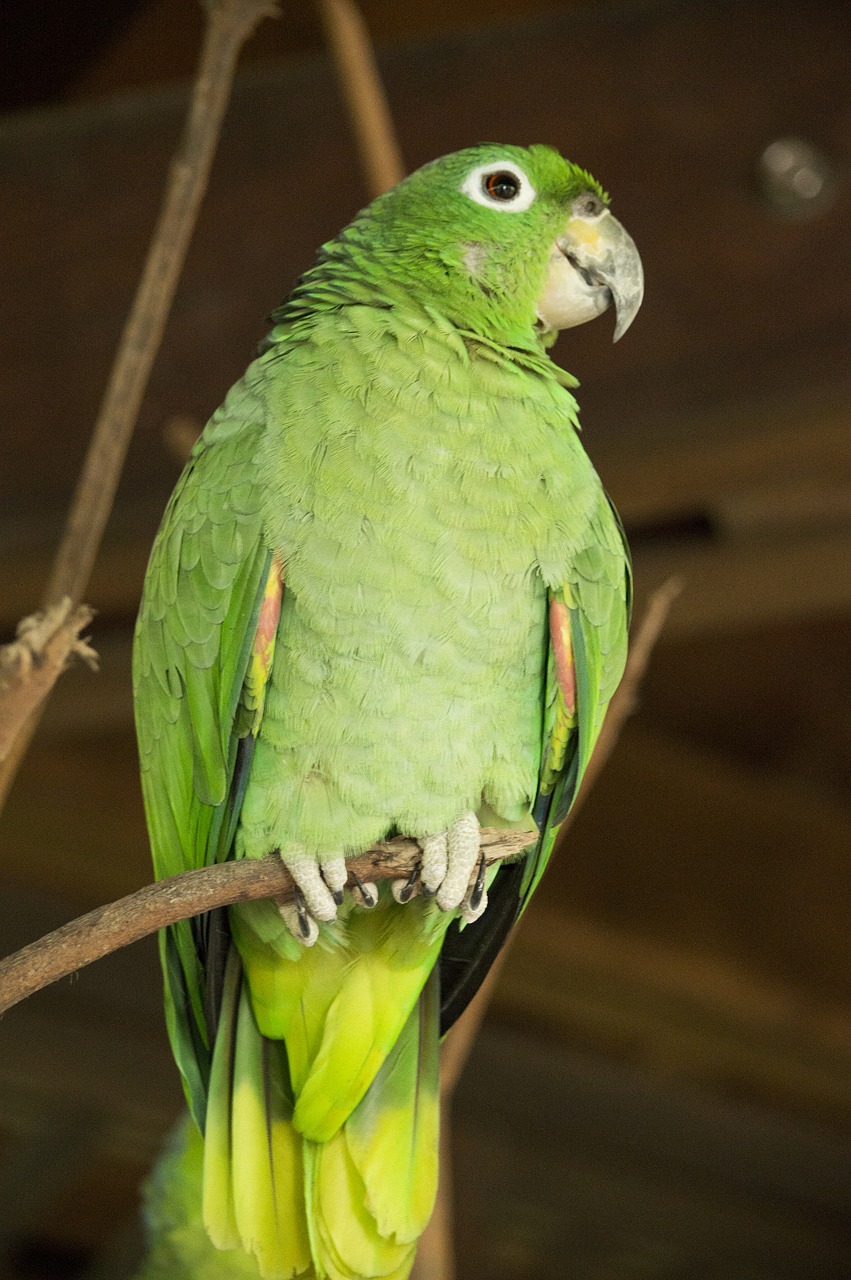 lora  parrot  perico free photo