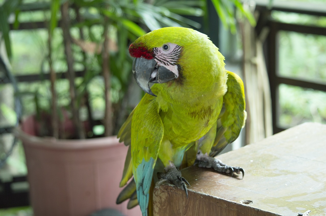 lora  parrot  perico free photo