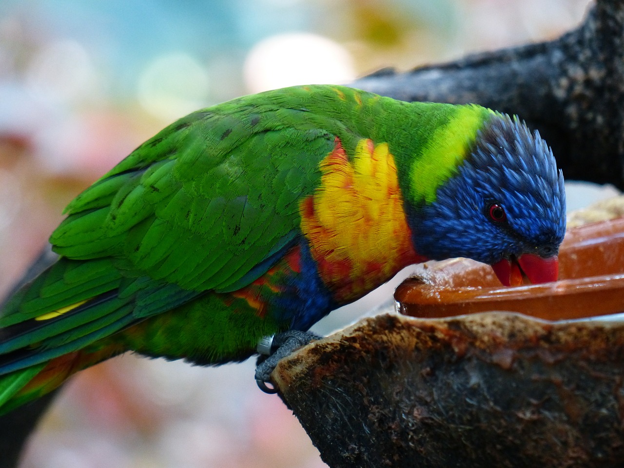 lori parrot drink free photo