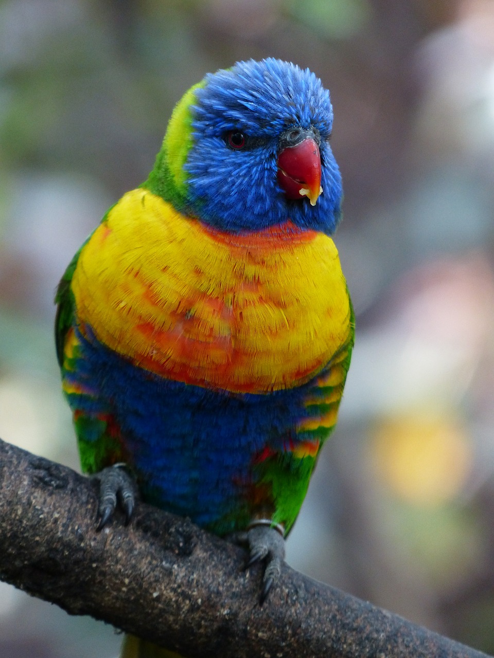 lori parrot food free photo