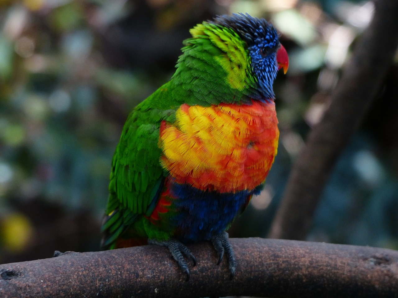 lori parrot cute free photo