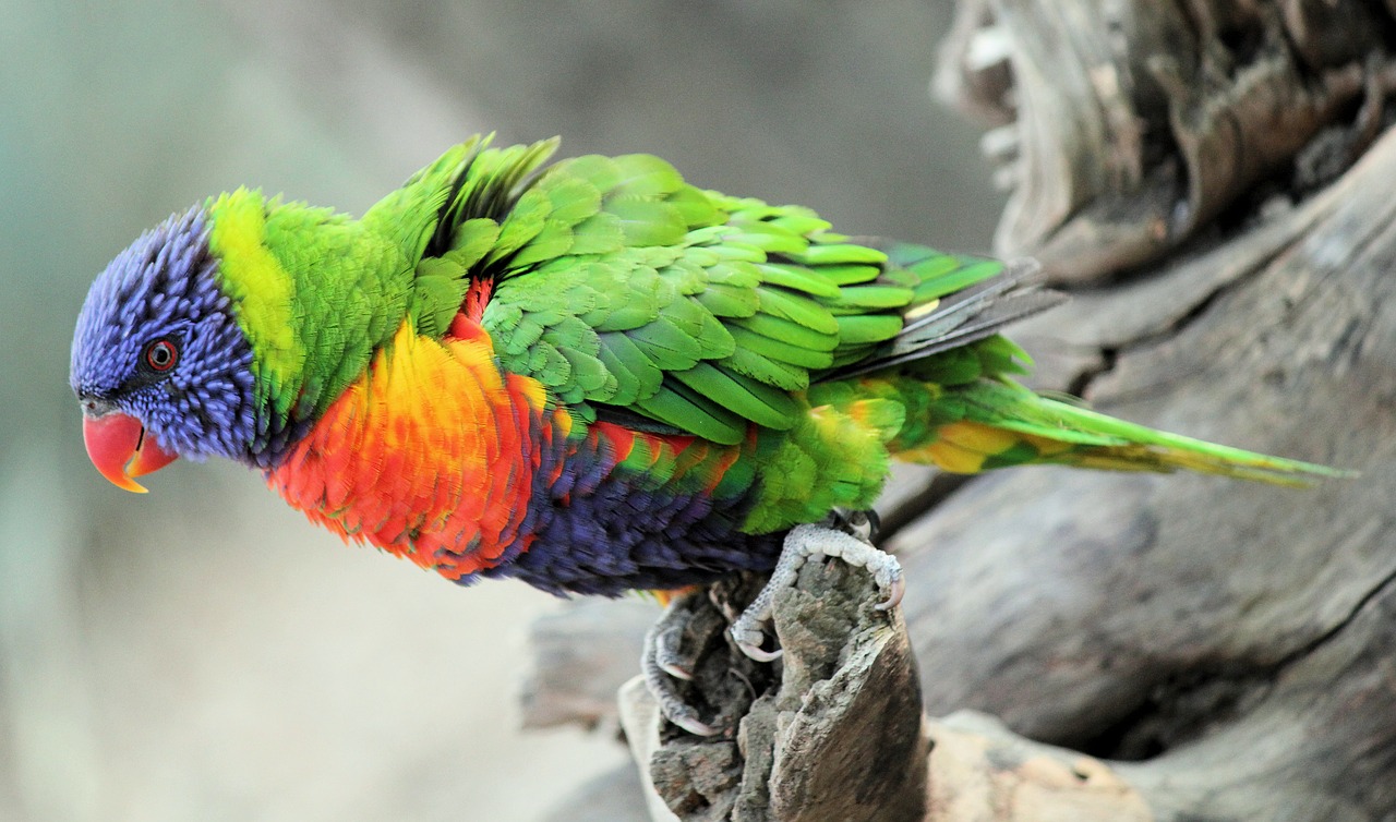 lori  parrot  bird free photo