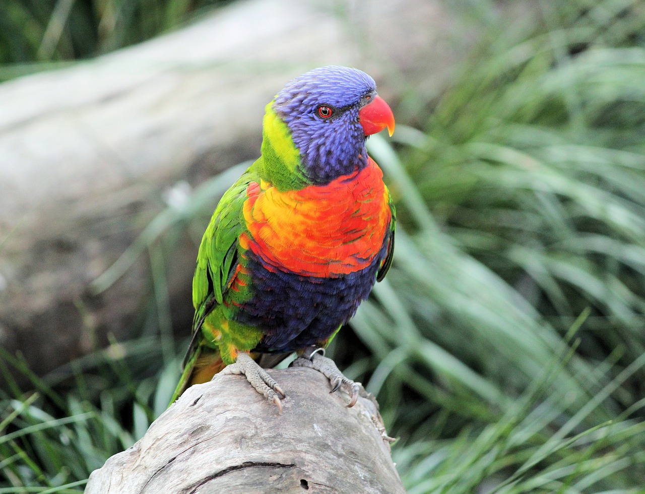 lori  parrot  bird free photo