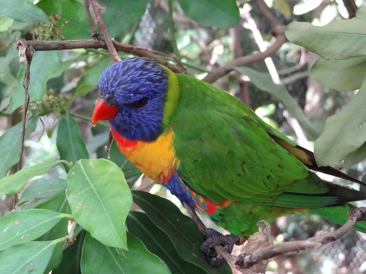 lori parrot bird free photo