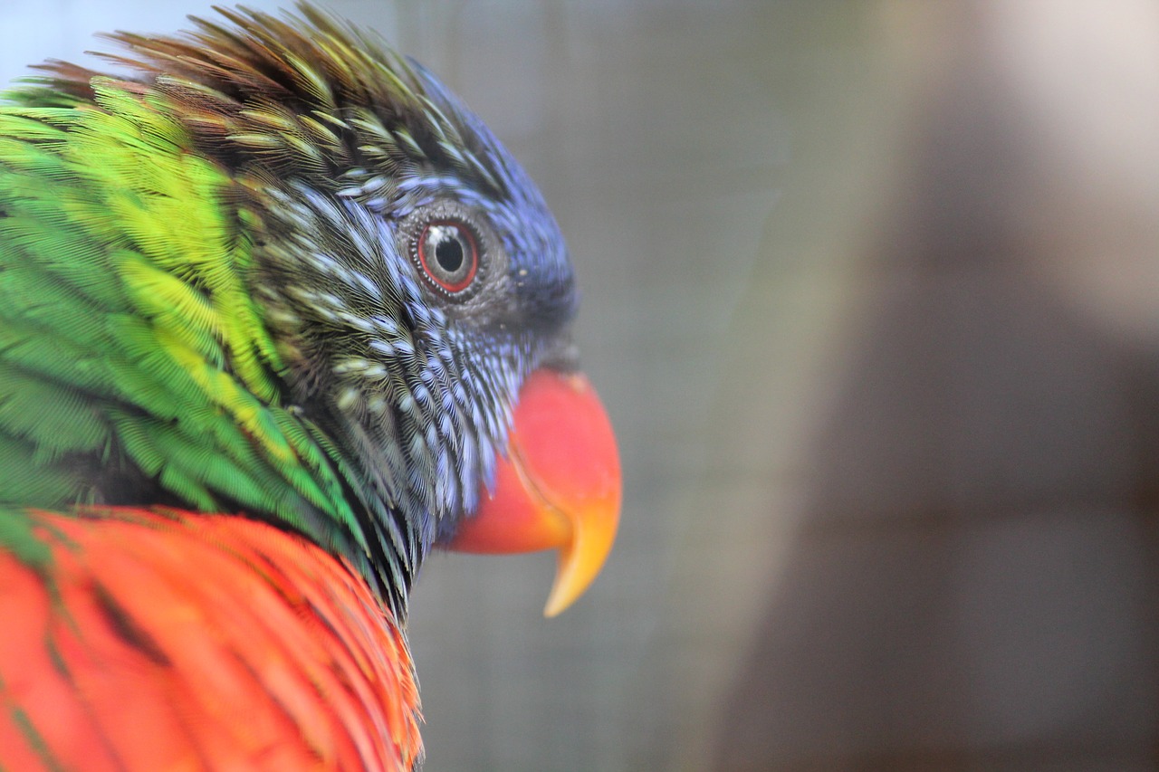 lori bird parrot free photo