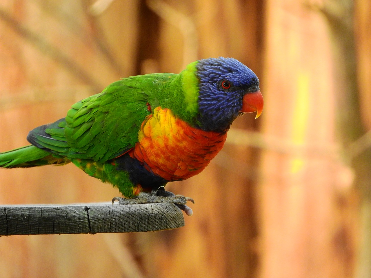 lori mnohobarvý trichoglossus haematodus parrot free photo